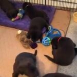 Outstanding chocolate Labrador retriever puppies