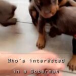 available Doberman puppies