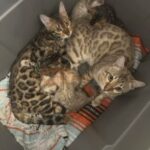 bengal kittens and cats