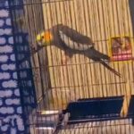 Cockitiel