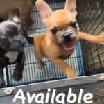 4 frenchie boys available