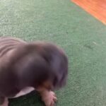 English Bulldog