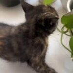Kitten For Sale