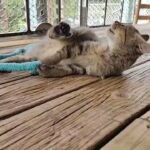 RagCoon Kitten ready to go now.
