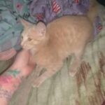 orange female toddler cat