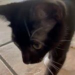 Tuxedo Kitten needs a home