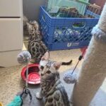 silver Bengal kittens