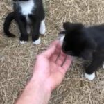 Kittens