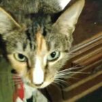 Calico Cat in Need of Good Home!