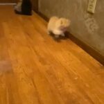 CFA Persian Kittens
