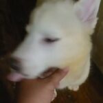 siberian huskys pups male & female $950 with papers Bklyn n.y