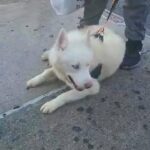 9month purebred husky boy with papers $800 Brooklyn n.y