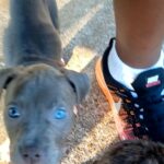 Blue and red American pit pull