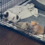 Pomeranian puppy’s