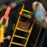 2 FREE Parakeets to a good home!