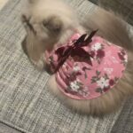 Pure Himalayan kitty