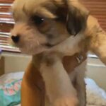 Chinese Crested Puppy