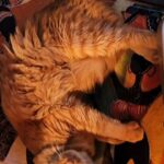 Maine Coon
