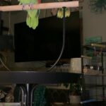 2 Amazon Parrots