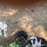 ABCA REGISTERED BORDER COLLIE