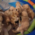 Goldendoodle