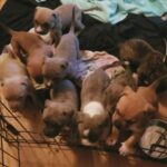 American bully puppies