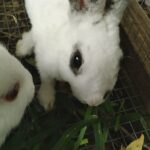 Young 6 week old medium size Rex bunnies