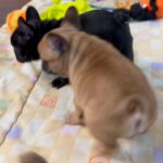 *CHAMPION BLOODLINE* Frenchie Male Pup - Espresso