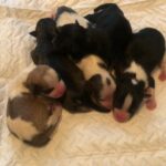 4 pups need a great home