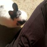 Selling domestic mini rabbit