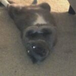 Rehoming cat