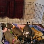 PITBULL PUPPIES
