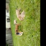 Adorable American Bully's Looking 4A Home