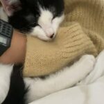 Kitty for sale!