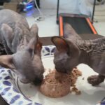 Canadian Sphynx Kittens Black 2Month Old Purebred