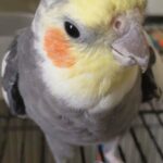 Need Home for Two lovely Cockatiels