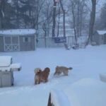 Golden Retriever dogs
