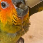 Handfed Baby Sun Conures