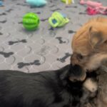 7 week morkie puppies. Looking for a new home