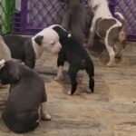 Purple ribbon blue nose pitbull puppies