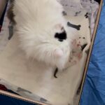 Persian baby kittens