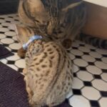 "F2 savannah kittens 4th of July sale "