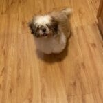 Tri color shih tzu
