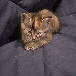 Two female kittens for sale. Half maine coon