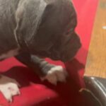 American bully puppies