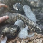 tortoiseshell kittens for sale!