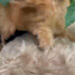 Puppies for sale