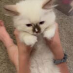 Rag Doll Kittens For Sale