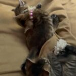 Beautiful and Sweet Kittens