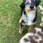 Aussie German Shepard